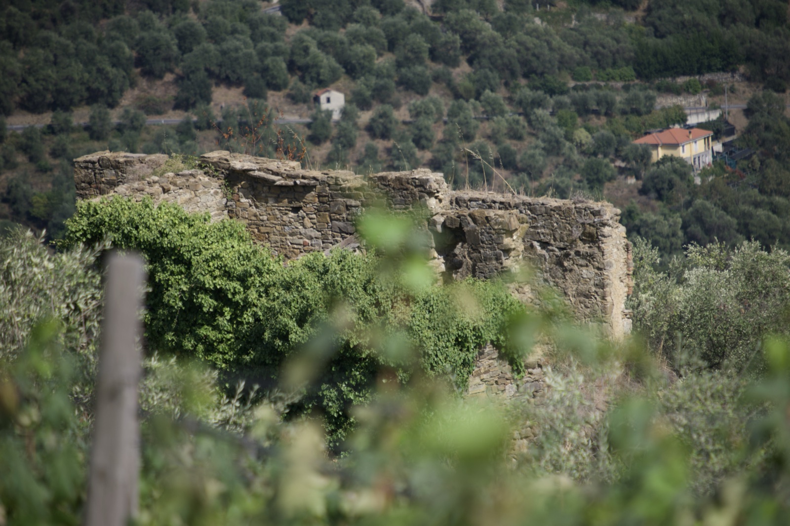 Old stone ruins among the vines and olive trees